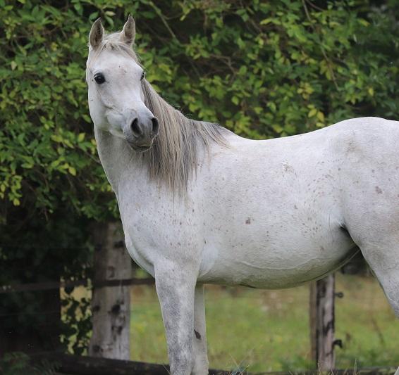 STRAIGHT EGYPTIAN ARABIANS