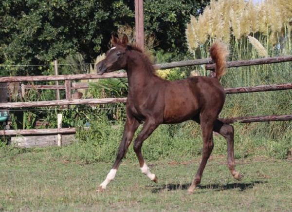 PUR SANG ARABE ARABIANS KHORA DU SIARD