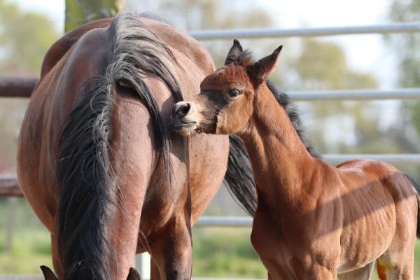 STRAIGHT EGYPTIAN MARE