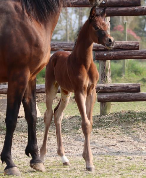 VIVALDI REGALIS ARABIANS