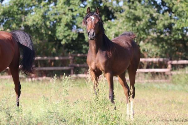 ARABIANS PUR SANG ARABE MYSTERIA DU SIARD