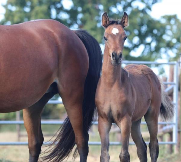 ARABIANS PUR SANG ARABE SHAINA DU SIARD