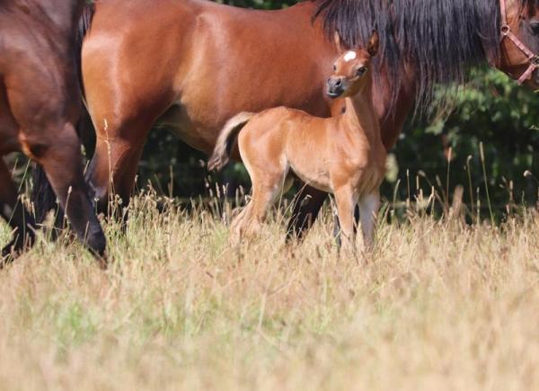 ECAHO Specific Origin