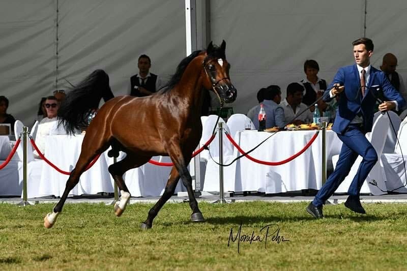NAHJAR DU SIARD, le cheval d'une vie