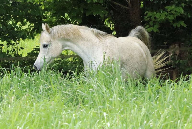 DESERT ROSE DU SIARD (SHAEL DREAM DESERT  x   GOLKONDA)