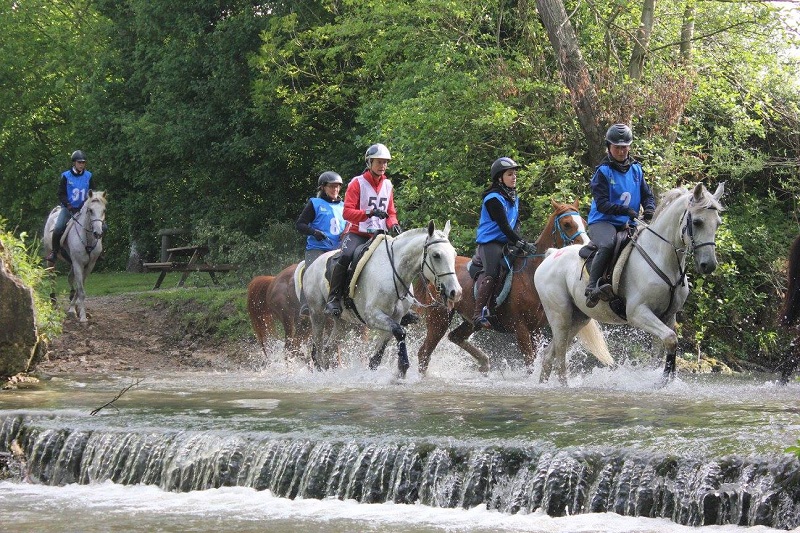 RADJA DU BLOUT born at SIARD ARABIANS son of  JAY DE GAY and RAJI