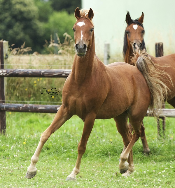La page, liste de vente de pur-sangs arabes, est à jour