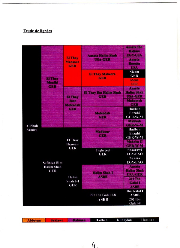 PORTRAIT DE AL SHAH SAMIRA (EL THAY MOUFID X SAFINIYA BINT HALIM SHAH) STRAIGHT EGYPTIAN
