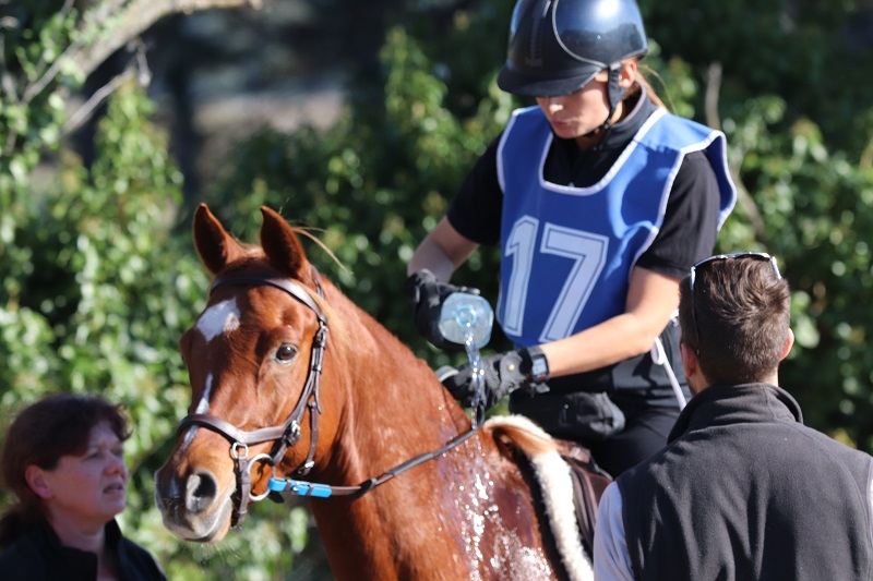 L' ENDURANCE EQUESTRE