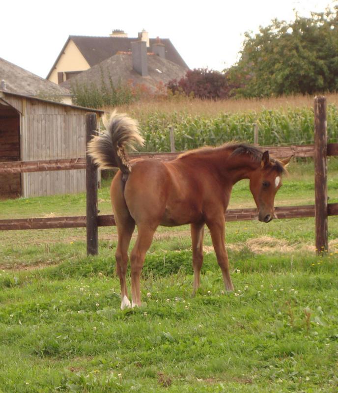 La page, liste de vente de pur-sang arabes, est à jour.
