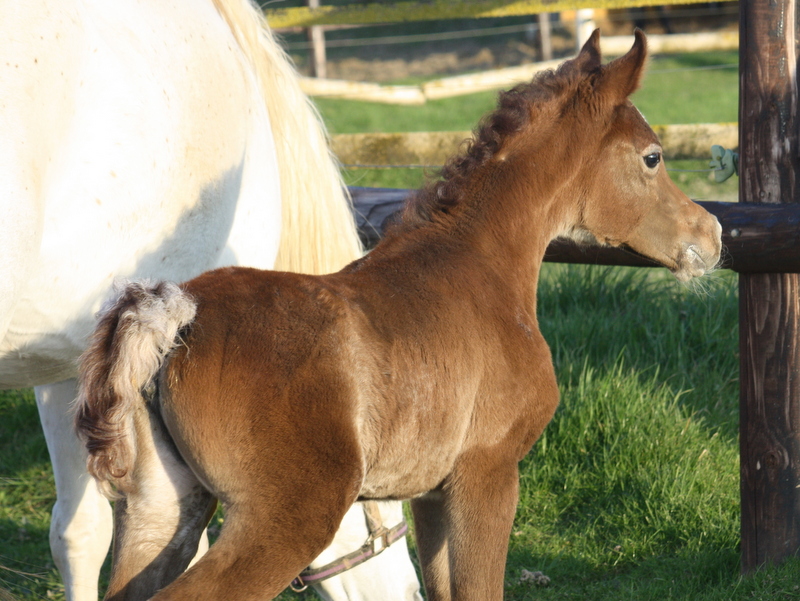 NEFISA DU SIARD ( IMPERIAL ALKAREEM * MAGIC FARESSA )