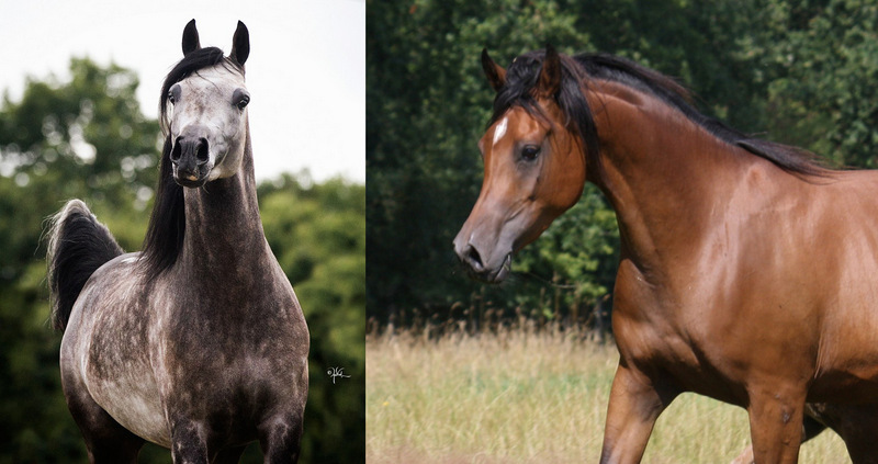 BIRTH FOR 2016 AT SIARD ARABIANS