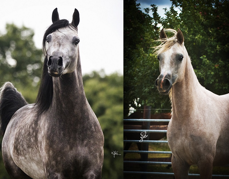 RESERVEZ IN UTERO 2 GESTATIONS EXCEPTIONNELLES POUR 2017