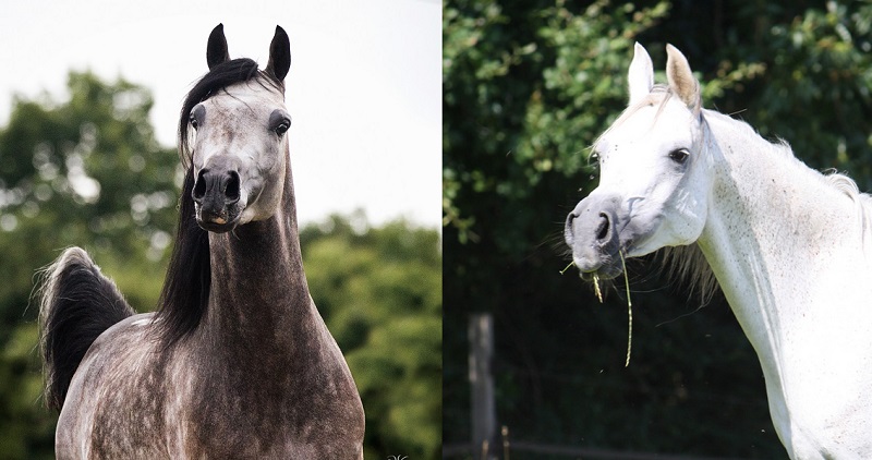 OFFER PREGNANCY FOR 2017