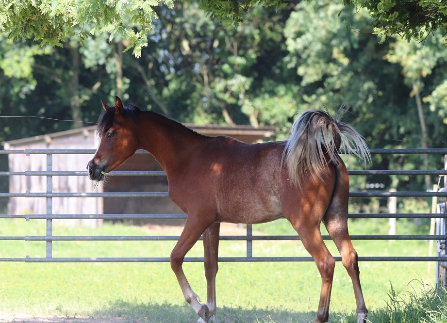 MAREEKH DU SIARD ET JULIEN