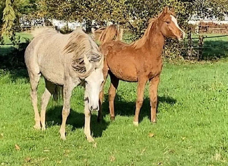 DINA ET JADE leur rencontre magique.