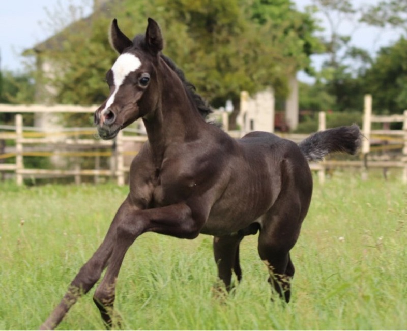 LES PLUS BEAUX CHEVAUX AU MONDE 