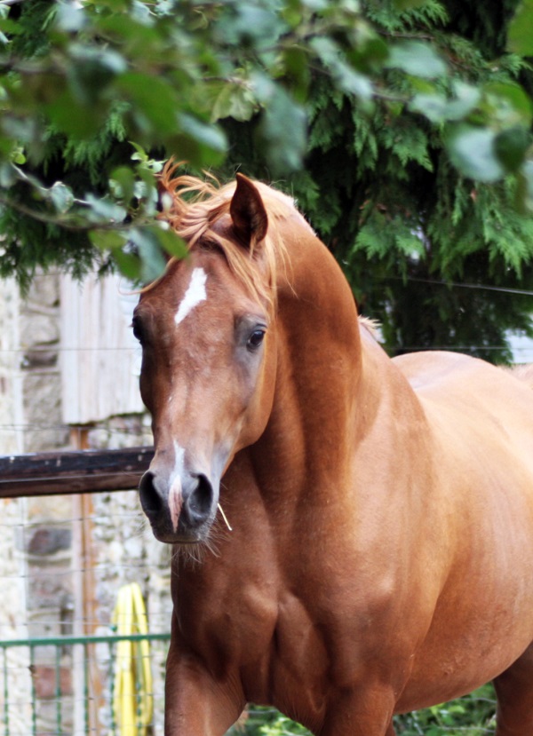 De nouvelles photos de nos chevaux pur sang arabe à vendre,