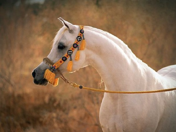 THE GREAT FOUNDATION STALLION ANSATA HALIM SHAH