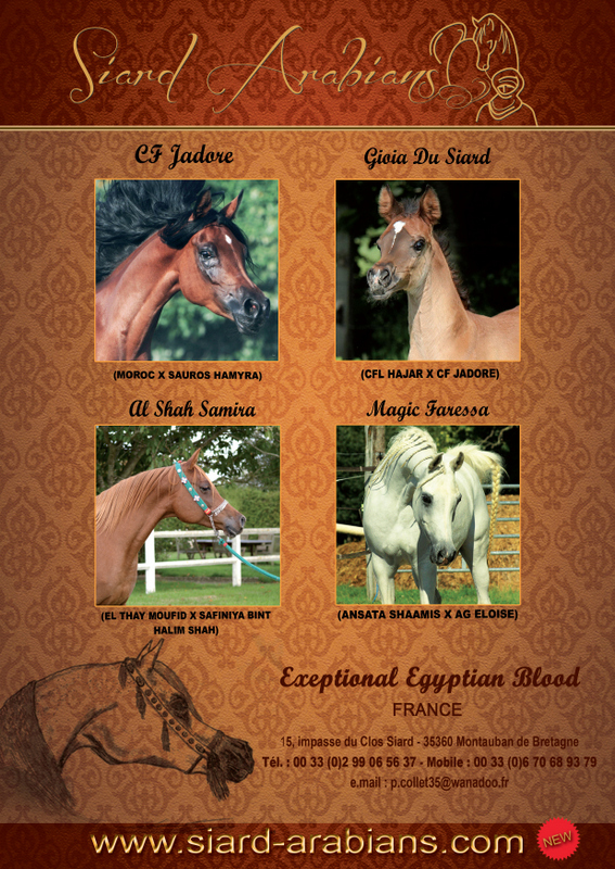  GIOIA DU SIARD, première pouliche Straight Egyptienne née à l'élevage Siard. 